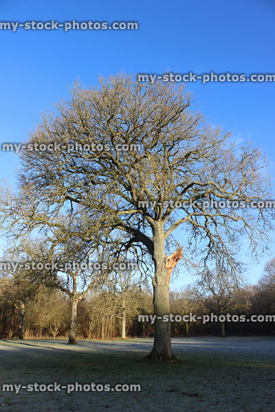 Stock image of deciduous English oak tree in winter (Quercus robur), field