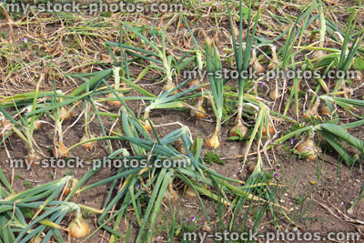 Stock image of ripe onions in garden, drying in sunshine, harvest