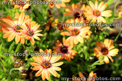 Stock image of orange annual / half hardy osteospermum flowers in garden