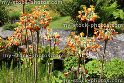 Stock image of rock garden with orange primula flowers / cowslips / primroses