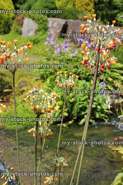 Stock image of rock garden with orange primula flowers / cowslips / waterfall stream