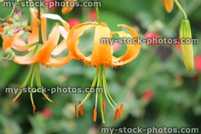 Stock image of bright orange tiger lily flowers in summer garden