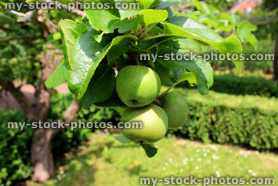 Stock image of apples on tree, ripening in sunshine, orchard garden