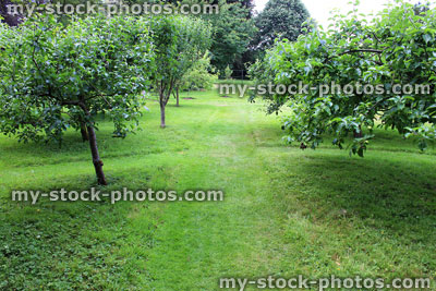 Stock image of small orchard with apple trees, mown lawn path
