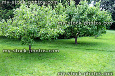 Stock image of small orchard with apple trees, mown lawn path