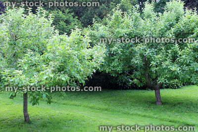 Stock image of small orchard with apple trees, mown lawn pathway
