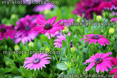 Stock image of purple osteospermum flowers, annual summer bedding plants