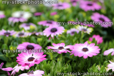 Stock image of pink and white Osteospermum flowers (close up)