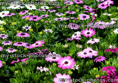 Stock image of pink and white Osteospermum flowers (close up)