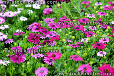 Stock image of purple, pink and white Osteospermum flowers
