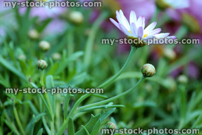 Stock image of white Osteospermum flower (close up)
