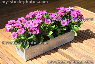 Stock image of pink osteospermum flowers in rectangular zinc trough / planter