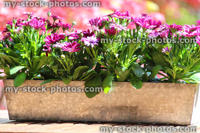 Stock image of annual purple osteospermum flowers in zinc trough
