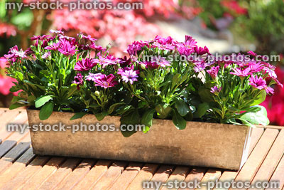 Stock image of summer bedding in zinc container, purple osteospermum flowers