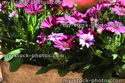 Stock image of pink osteospermum flowers growing in metal pot / planter