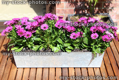 Stock image of purple / pink osteospermum flowers in metal garden trough