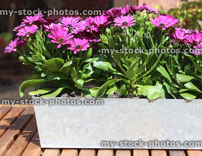 Stock image of zinc trough planted with purple summer bedding flowers (osteospermum)