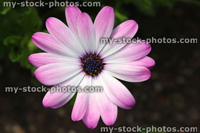 Stock image of pale pink hardy osteospermum flower in garden