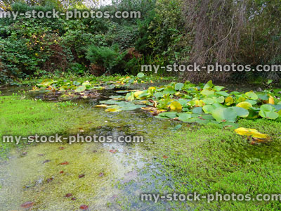 Stock image of overgrown pond, green duckweed, invasive weeds, grass, neglected old water garden