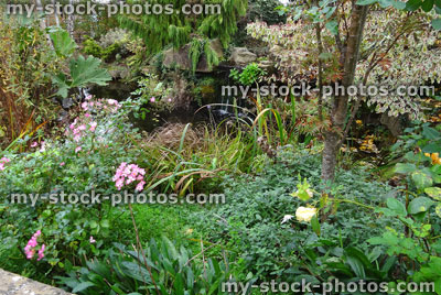 Stock image of overgrown garden pond / stone waterfall, pink dog roses, weeds