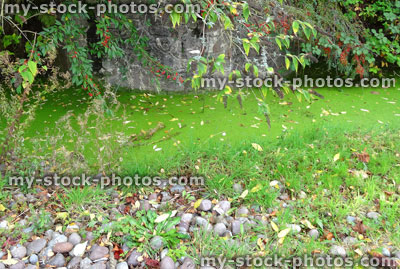 Stock image of overgrown pond, green duckweed, weeds, couch grass, neglected old water garden
