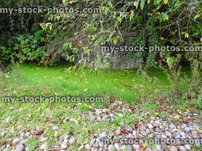 Stock image of overgrown pond, green duckweed, weeds, grass, neglected old water garden