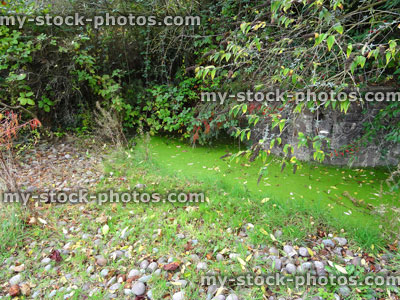 Stock image of overgrown pond, green duckweed, invasive weeds, grass, neglected old water garden