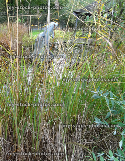 Stock image of neglected garden pond, overgrown weeds, pondweed, reeds, grasses