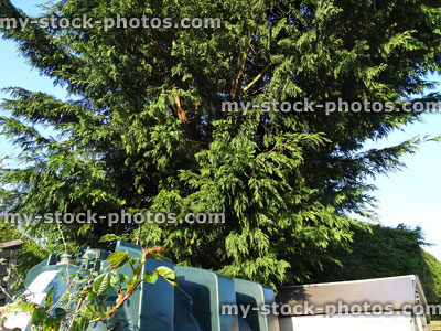 Stock image of overgrown Leyland cypress / Leylandii hedge conifer tree