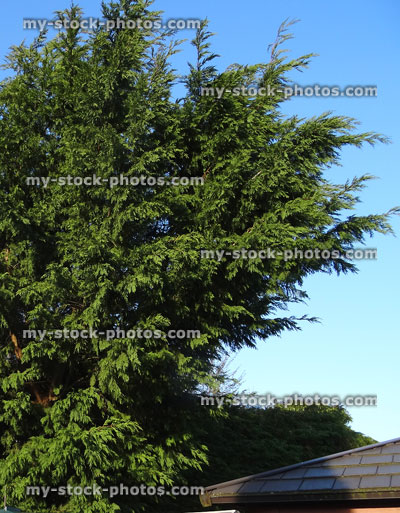 Stock image of overgrown Leyland cypress hedge / Cupressus Leylandii high hedge