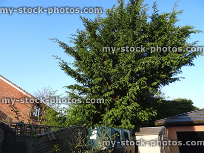 Stock image of high hedge in back garden, Leyland cypress (Leylandii)