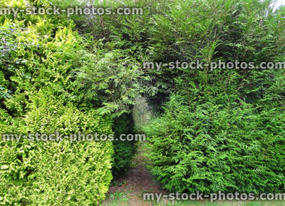 Stock image of garden arch, leylandii hedge / leyland cypress conifer trees, hidden garden