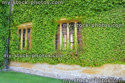 Stock image of house wall / overgrown window, covered in Virginia creeper (Parthenocissus quinquefolia)