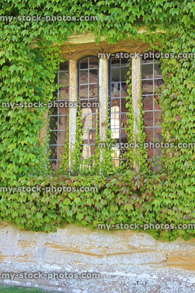 Stock image of house wall / overgrown window, covered in Virginia creeper (Parthenocissus quinquefolia)