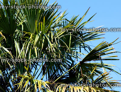 Stock image of green tropical windmill palm tree leaves, blue sky