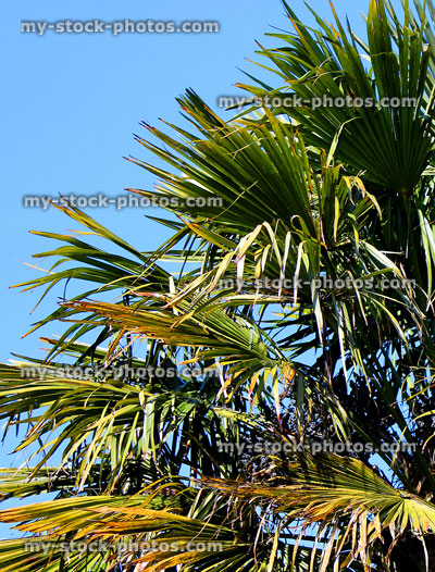 Stock image of green tropical windmill palm tree leaves, blue sky