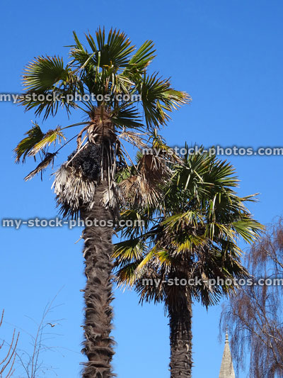Stock image of hardy windmill palm trees / chusan palms (Trachycarpus fortunei)