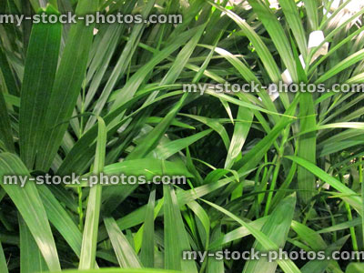 Stock image of potted green Areca palm leaves / fronds / Chrysalidocarpus lutescens houseplant