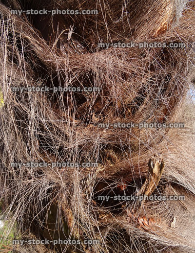 Stock image of hairy trunk of windmill palm tree (Trachycarpus fortunei)