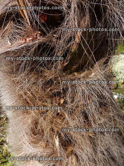 Stock image of hairy trunk of hardy windmill palm tree (Trachycarpus fortunei)