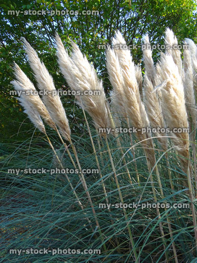 Stock image of large clump of pampas grass seed heads (Cortaderia selloana), garden border