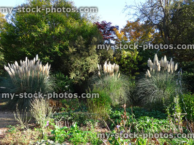 Stock image of large clumps of pampas grass seed heads (Cortaderia selloana), garden border