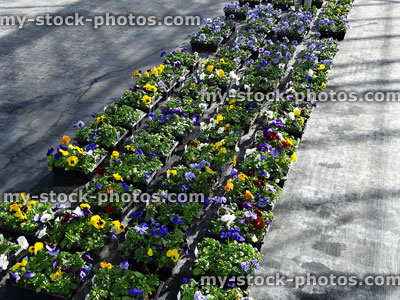 Stock image of winter bedding flowers in garden centre greenhouse, trays of pansies