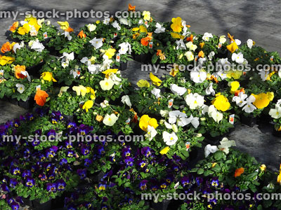 Stock image of flowering winter bedding pansies at garden centre, pansy flowers