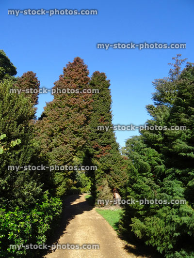 Stock image of conifer garden with evergreen cryptomeria tree arch / yew tree hedge, gravel path