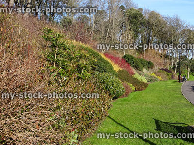 Stock image of winter gardens in park with evergreen shrubs, cornus dogwood