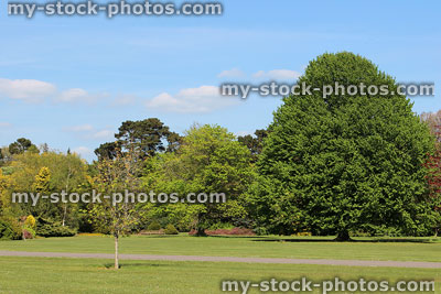Stock image of park garden in summer, with lawn and trees