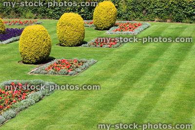Stock image of topiary yew in park lawn with grass stripes