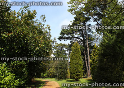 Stock image of tall Scots pines trees (pinus sylvestris) in park 