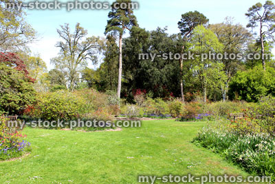 Stock image of Scots pine trees and herbaceous flower borders in park garden